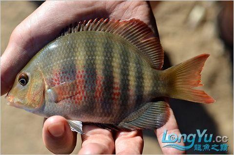 馬拉莫寶石魚，馬拉莫寶石魚是什么魚
