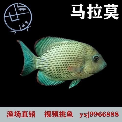 馬拉莫寶石魚，馬拉莫寶石魚是什么魚