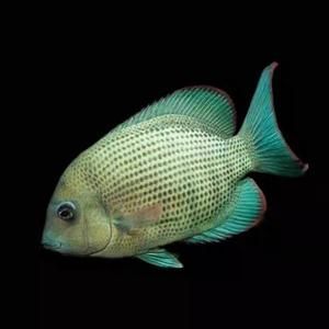 馬拉莫寶石魚，馬拉莫寶石魚是什么魚