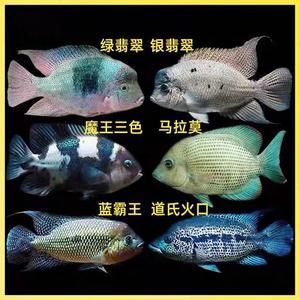 馬拉莫寶石魚，馬拉莫寶石魚是什么魚 馬拉莫寶石魚，馬拉莫寶石魚是什么魚 龍魚百科 第4張
