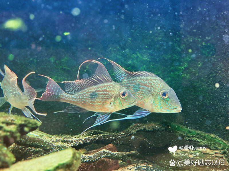 斯維尼關(guān)刀魚，“斯維尼關(guān)刀魚”是真實存在的觀賞魚物種 斯維尼關(guān)刀魚，“斯維尼關(guān)刀魚”是真實存在的觀賞魚物種 龍魚百科 第1張
