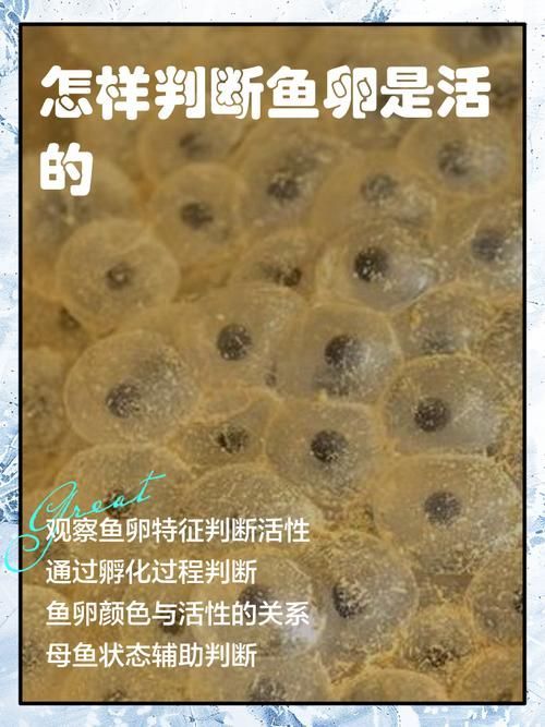 魚虱的卵是如何孵化的 魚虱的卵是如何孵化的 龍魚百科 第1張
