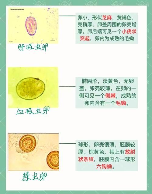 魚虱的卵是如何孵化的 魚虱的卵是如何孵化的 龍魚百科 第2張