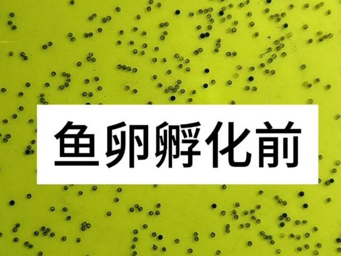 魚虱的卵是如何孵化的 魚虱的卵是如何孵化的 龍魚百科 第6張