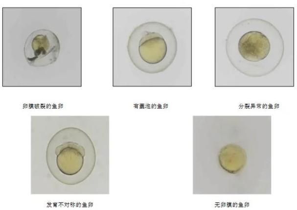 魚虱的卵是如何孵化的 魚虱的卵是如何孵化的 龍魚百科 第4張