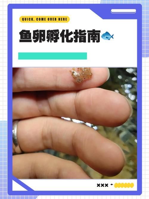 魚虱的卵是如何孵化的 魚虱的卵是如何孵化的 龍魚百科 第3張