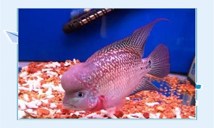 如何區分彩虹魚場的羅漢魚品種？