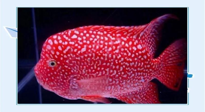 如何區分彩虹魚場的羅漢魚品種？