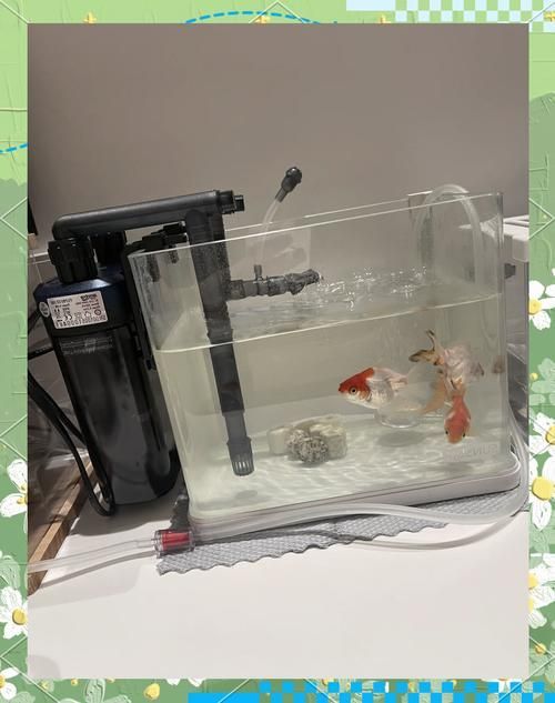 新手養(yǎng)魚(yú)需要哪些基本設(shè)備？，新手養(yǎng)魚(yú)需要準(zhǔn)備什么基本設(shè)備？