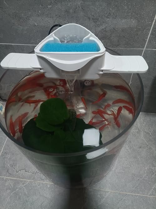 新手養(yǎng)魚(yú)需要哪些基本設(shè)備？，新手養(yǎng)魚(yú)需要準(zhǔn)備什么基本設(shè)備？
