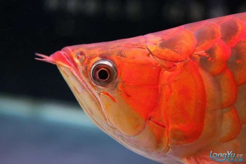 泗水龍魚，泗水龍魚的詳解