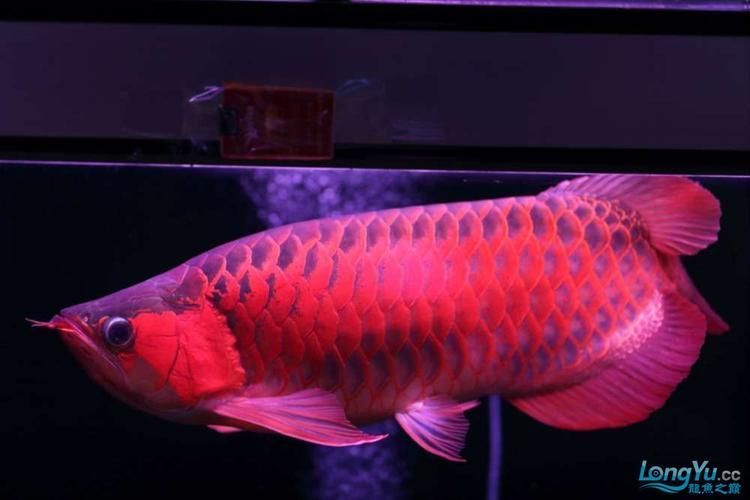 泗水龍魚，泗水龍魚的詳解