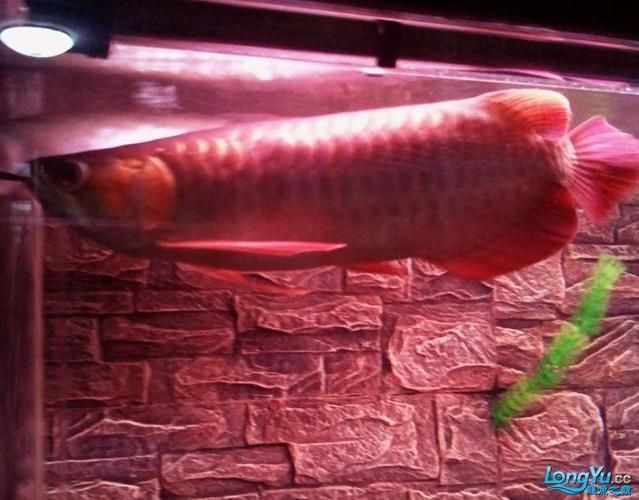 泗水龍魚，泗水龍魚的詳解