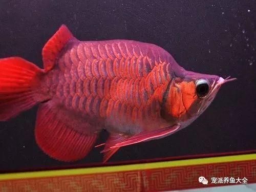 泗水龍魚，泗水龍魚的詳解
