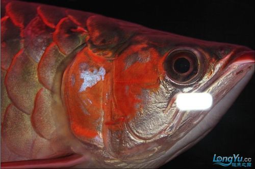 泗水龍魚，泗水龍魚的詳解