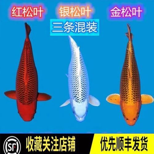 十大名貴錦鯉的價格范圍，十大名貴錦鯉價格范圍詳解