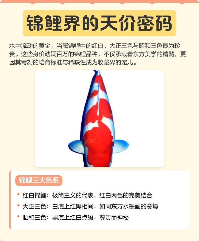 十大名貴錦鯉的價格范圍，十大名貴錦鯉價格范圍詳解