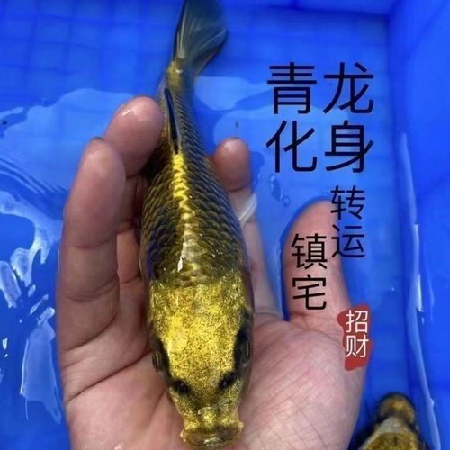 十大名貴錦鯉的價格范圍，十大名貴錦鯉價格范圍詳解