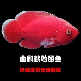 地圖魚哪些顏色最珍貴，地圖魚哪些顏色最珍貴，