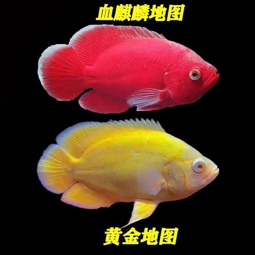 地圖魚哪些顏色最珍貴，地圖魚哪些顏色最珍貴，