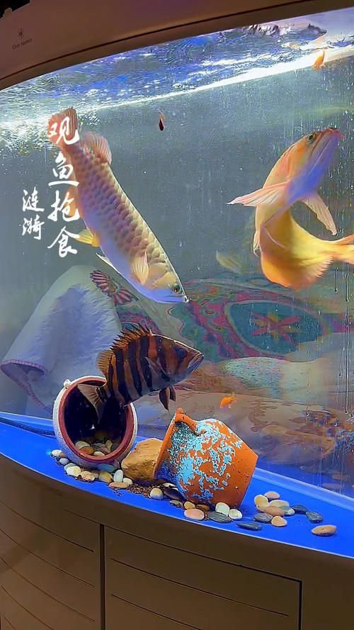 有哪些適合龍魚的魚食？，觀賞魚中的“貴族”，有哪些適合龍魚的魚食