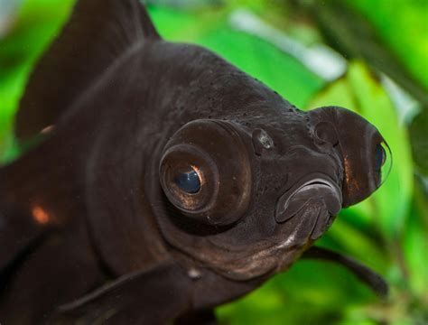 哪些龍魚品種容易出現眼睛白圈？