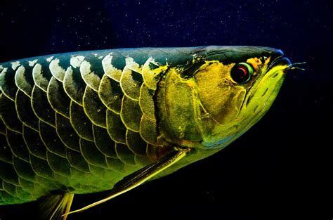 哪些龍魚品種容易出現眼睛白圈？