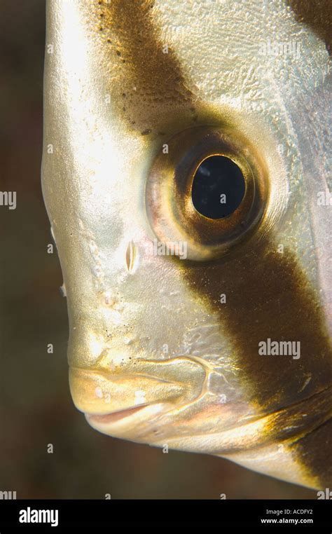 哪些龍魚品種容易出現眼睛白圈？