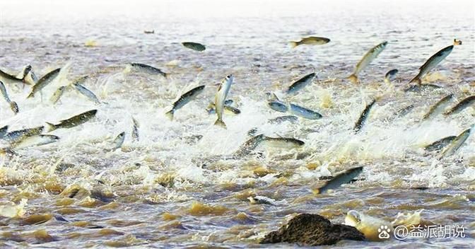如何判斷龍魚浮頭是哪種原因？，arowana浮頭診斷龍魚浮頭是哪種原因 如何判斷龍魚浮頭是哪種原因？，arowana浮頭診斷龍魚浮頭是哪種原因 龍魚百科 第3張