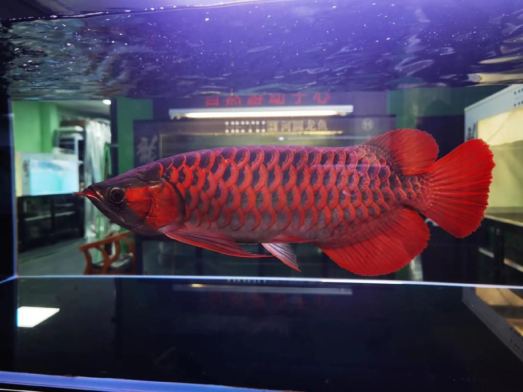 能否提供印尼紅龍的圖片，印尼紅龍的價格是多少 能否提供印尼紅龍的圖片，印尼紅龍的價格是多少 龍魚百科 第4張