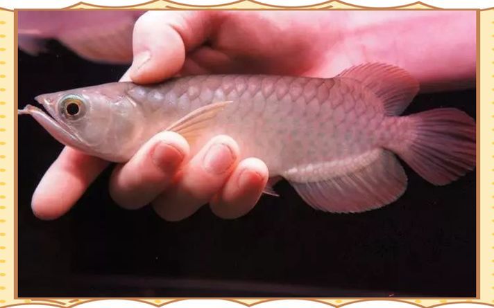 紅龍魚吃活餌和人工飼料哪個更好？，紅龍魚吃活餌和人工飼料哪個好紅龍魚吃活餌哪個更好