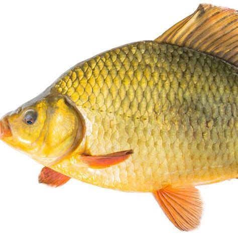詳細(xì)閱讀:黑鱗病最怕三個(gè)魚,黑鱗病最怕三個(gè)魚, 黑鱗病最怕三個(gè)魚,黑鱗病最怕三個(gè)魚,