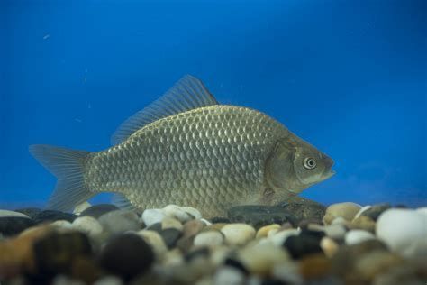 詳細(xì)閱讀:黑鱗病最怕三個(gè)魚,黑鱗病最怕三個(gè)魚, 黑鱗病最怕三個(gè)魚,黑鱗病最怕三個(gè)魚,