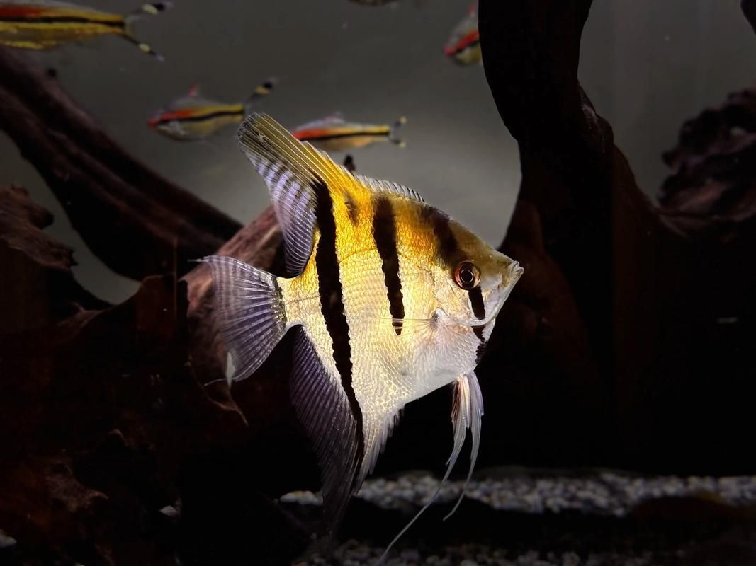 如何判斷七條魚混養(yǎng)是否成功，arxiv論文助手判斷七條魚混養(yǎng)是否成功