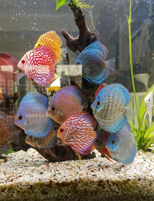如何判斷七條魚混養(yǎng)是否成功，arxiv論文助手判斷七條魚混養(yǎng)是否成功
