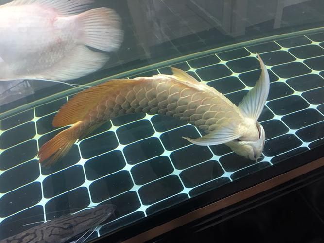 詳細閱讀:祥龍魚場的純血皇冠魟魚質量如何?,祥龍魚場的純血皇冠魟魚的質量如何祥龍魚場的純血皇冠魟魚質量如何 祥龍魚場的純血皇冠魟魚質量如何?,祥龍魚場的純血皇冠魟魚的質量如何祥龍魚場的純血皇冠魟魚質量如何
