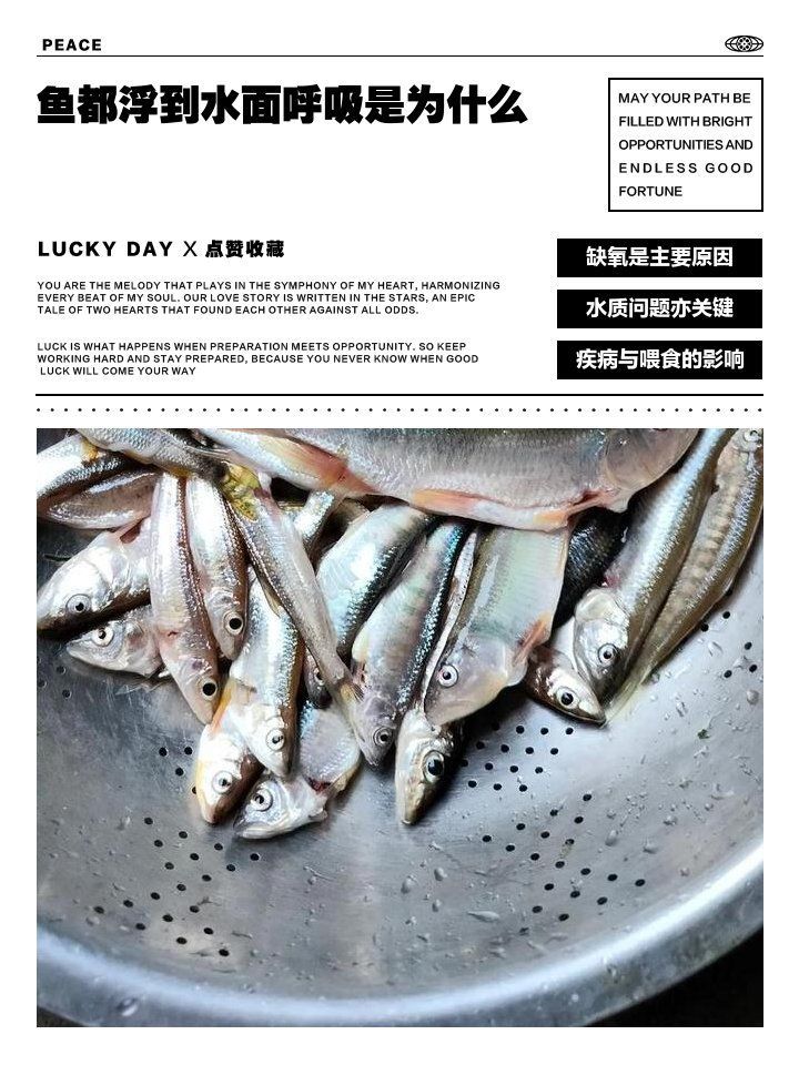魚浮在水面呼吸急促是為什么 魚浮在水面呼吸急促是為什么 龍魚百科 第2張