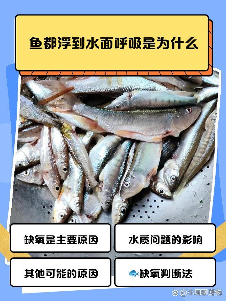 詳細閱讀:魚浮在水面呼吸急促是為什么 魚浮在水面呼吸急促是為什么
