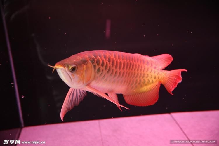 給我一些興安龍魚的圖片，興安龍魚有哪些特征？ 給我一些興安龍魚的圖片，興安龍魚有哪些特征？ 龍魚百科 第5張