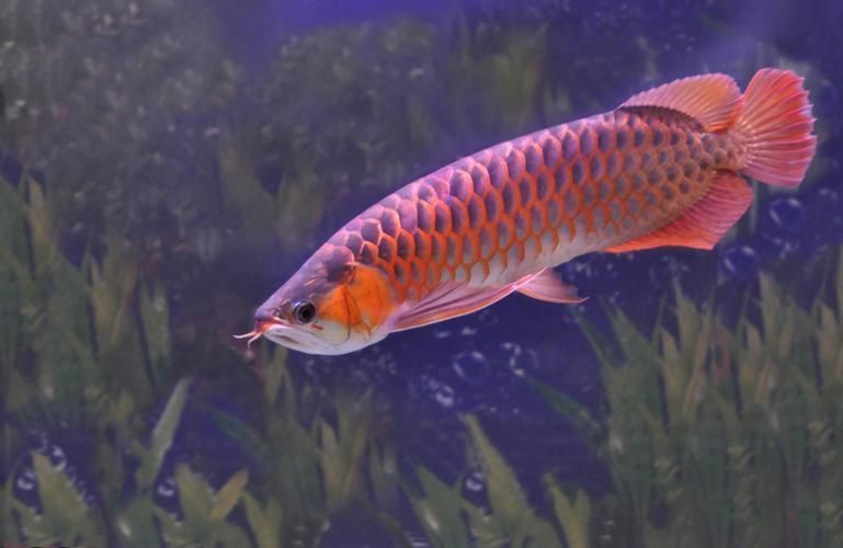 給我一些興安龍魚的圖片，興安龍魚有哪些特征？ 給我一些興安龍魚的圖片，興安龍魚有哪些特征？ 龍魚百科 第12張