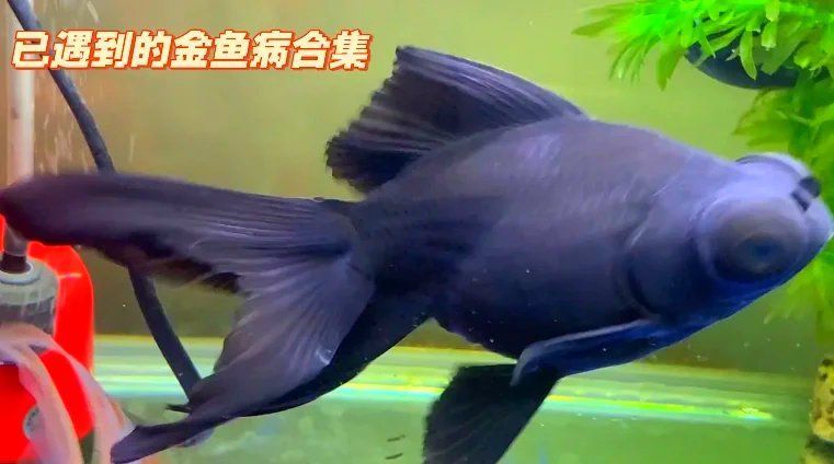 有哪些方法可以幫助金魚恢復，寵圈首席觀察員金魚常見病及其治療方法可以幫助金魚恢復健康