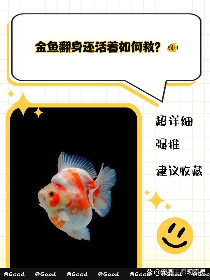 有哪些方法可以幫助金魚恢復，寵圈首席觀察員金魚常見病及其治療方法可以幫助金魚恢復健康