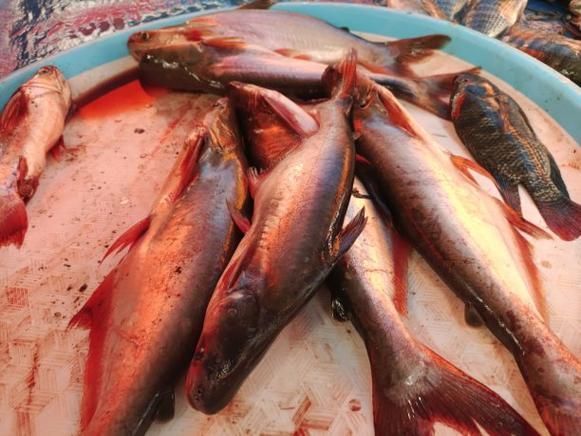 南平龍魚的市場價格是多少？，南平龍魚市場價格是多少南平龍魚市場價格對比表 南平龍魚的市場價格是多少？，南平龍魚市場價格是多少南平龍魚市場價格對比表 龍魚百科 第4張