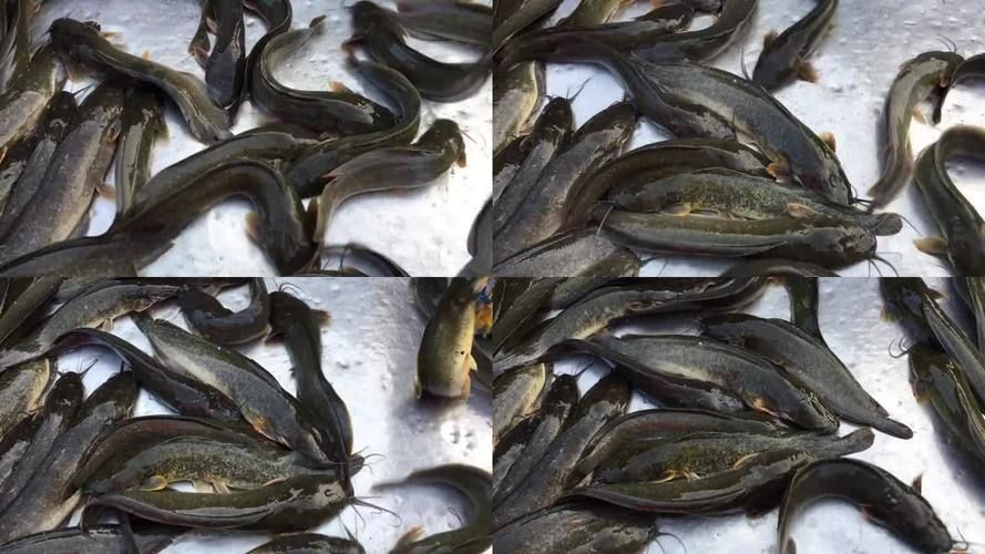 南平龍魚的市場價格是多少？，南平龍魚市場價格是多少南平龍魚市場價格對比表