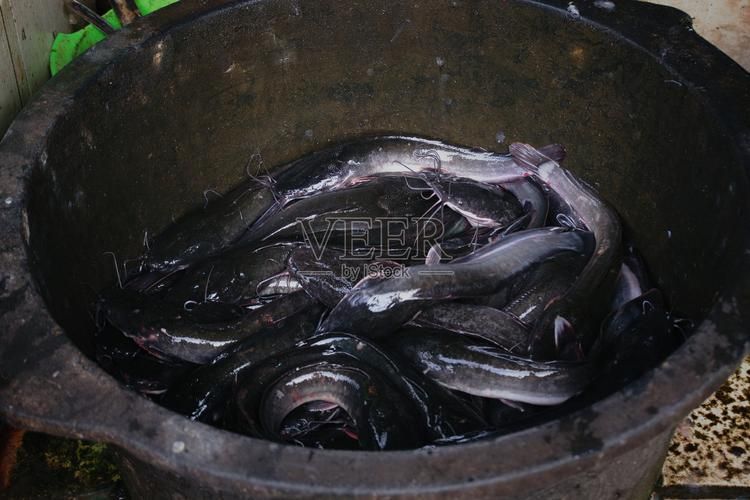 南平龍魚的市場價格是多少？，南平龍魚市場價格是多少南平龍魚市場價格對比表