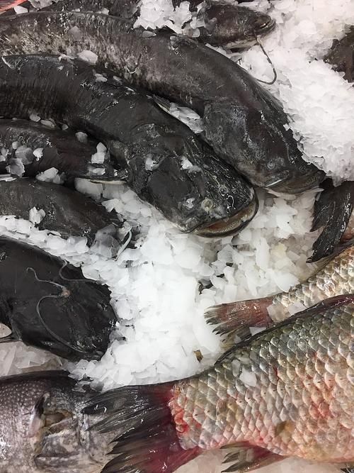 南平龍魚的市場價格是多少？，南平龍魚市場價格是多少南平龍魚市場價格對比表 南平龍魚的市場價格是多少？，南平龍魚市場價格是多少南平龍魚市場價格對比表 龍魚百科 第6張