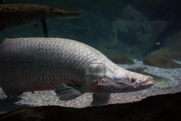 祥龍魚場的巨骨舌魚有哪些經典品相，祥龍魚場的巨骨舌魚有哪些經典品相祥龍魚場有哪些經典品相