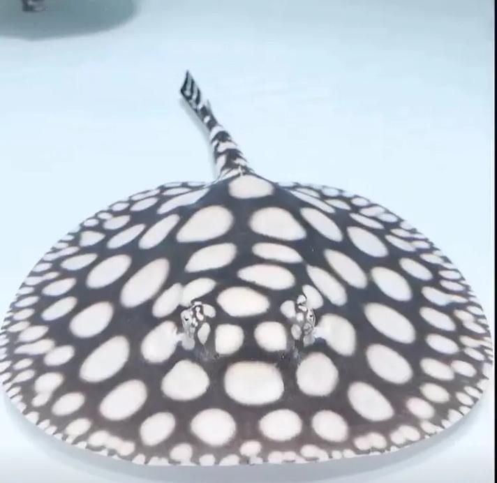 白子黑帝王魟魚，potamotrygonmotoro白子黑帝王魟魚