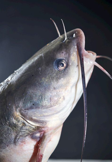 如何判斷大化龍魚是否新鮮？，大化龍魚是否新鮮大化龍魚是否新鮮大化龍魚是否新鮮 如何判斷大化龍魚是否新鮮？，大化龍魚是否新鮮大化龍魚是否新鮮大化龍魚是否新鮮 龍魚百科 第7張