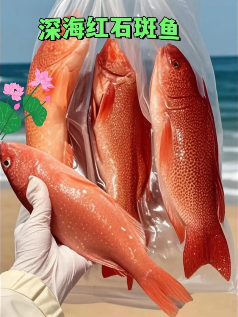 深海紅龍魚有哪些品種，“深海紅龍魚”品種對比表，幫你快速分辨紅龍和橘紅龍的區別 深海紅龍魚有哪些品種，“深海紅龍魚”品種對比表，幫你快速分辨紅龍和橘紅龍的區別 龍魚百科 第9張